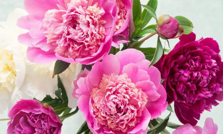 Growing, Caring For & Harvesting Your Peonies