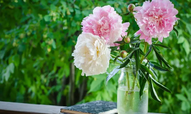 How and When to Cut Peonies