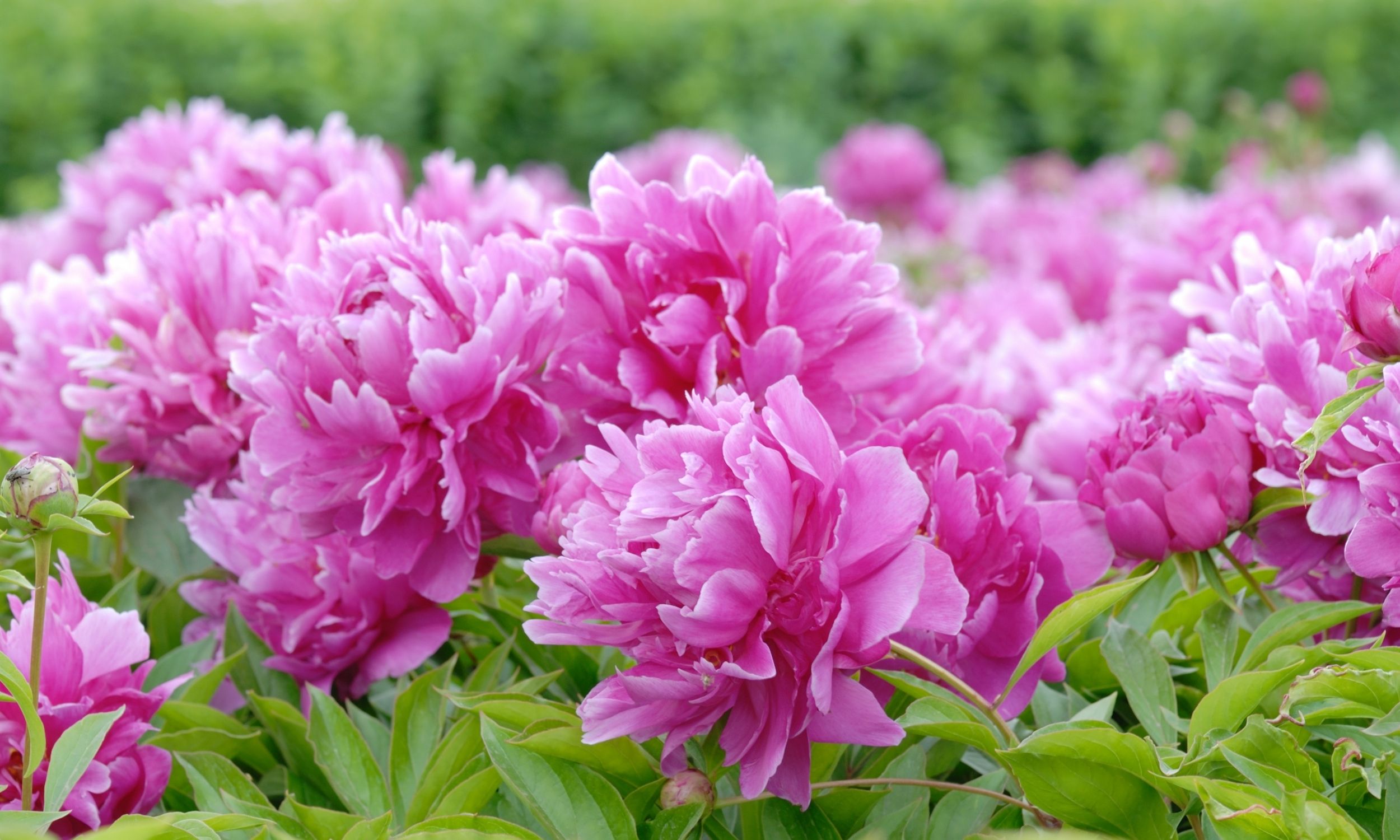 Caring For Peonies
