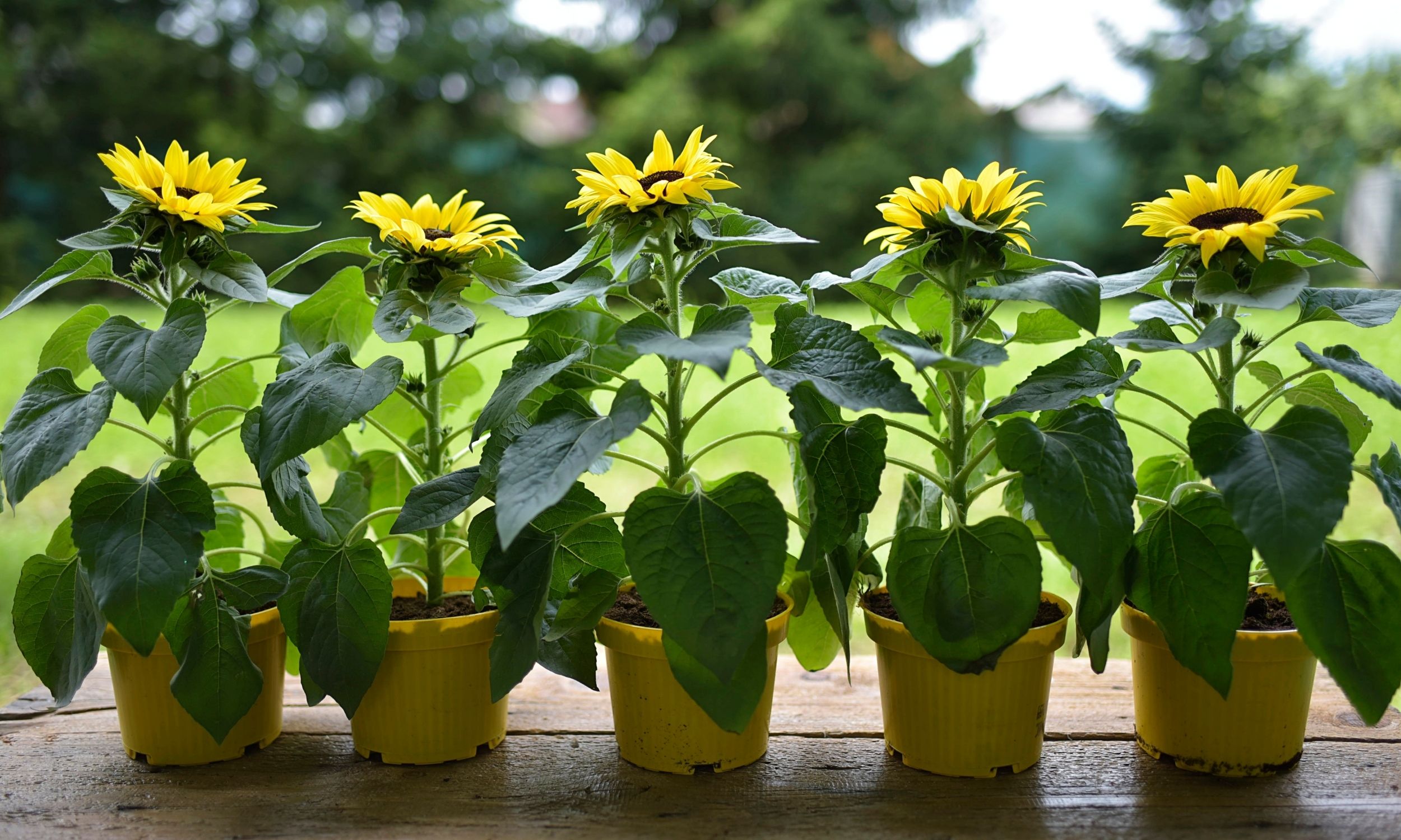sunflowers in containers