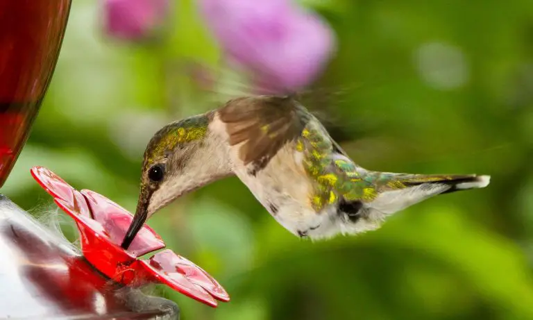 hummingbird drinking from a feeder
