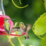 two hummingbirds on a feeder