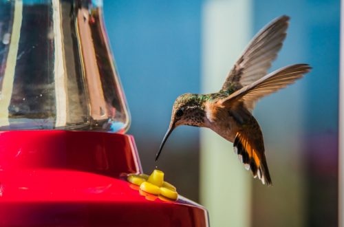 hummingbird drinking from a feeder