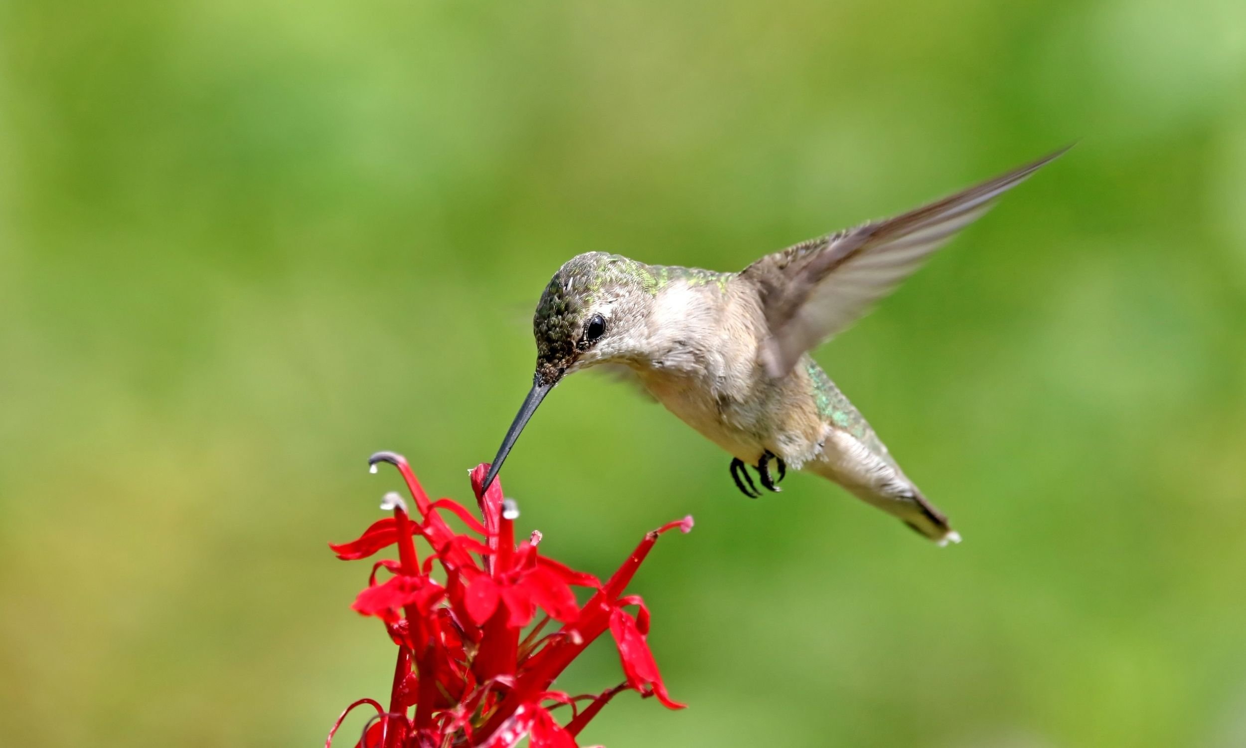 hummingbird drinking nectar