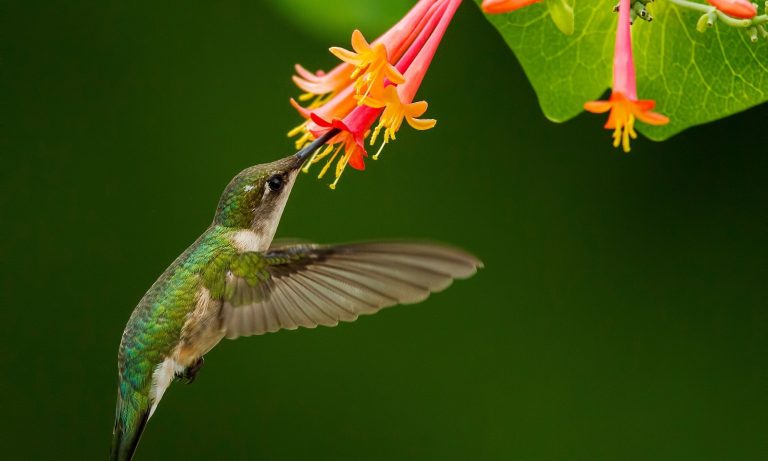 Gorgeous Plants to Attract Hummingbirds to Your Garden