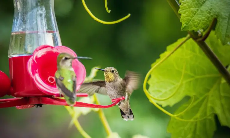 two hummingbirds on a feeder