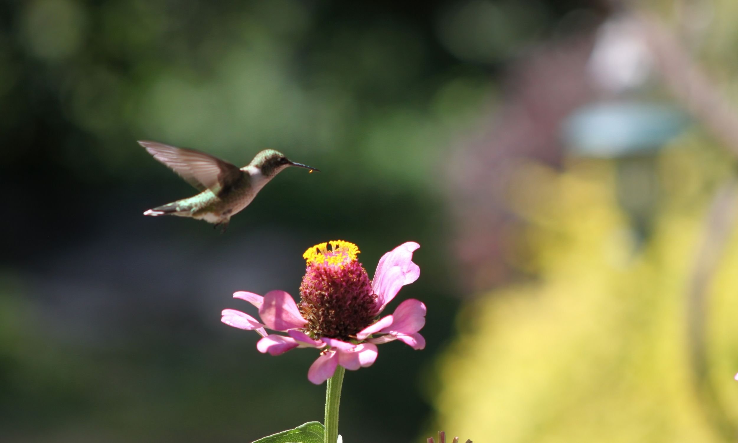 female hummingbird and a zinnia