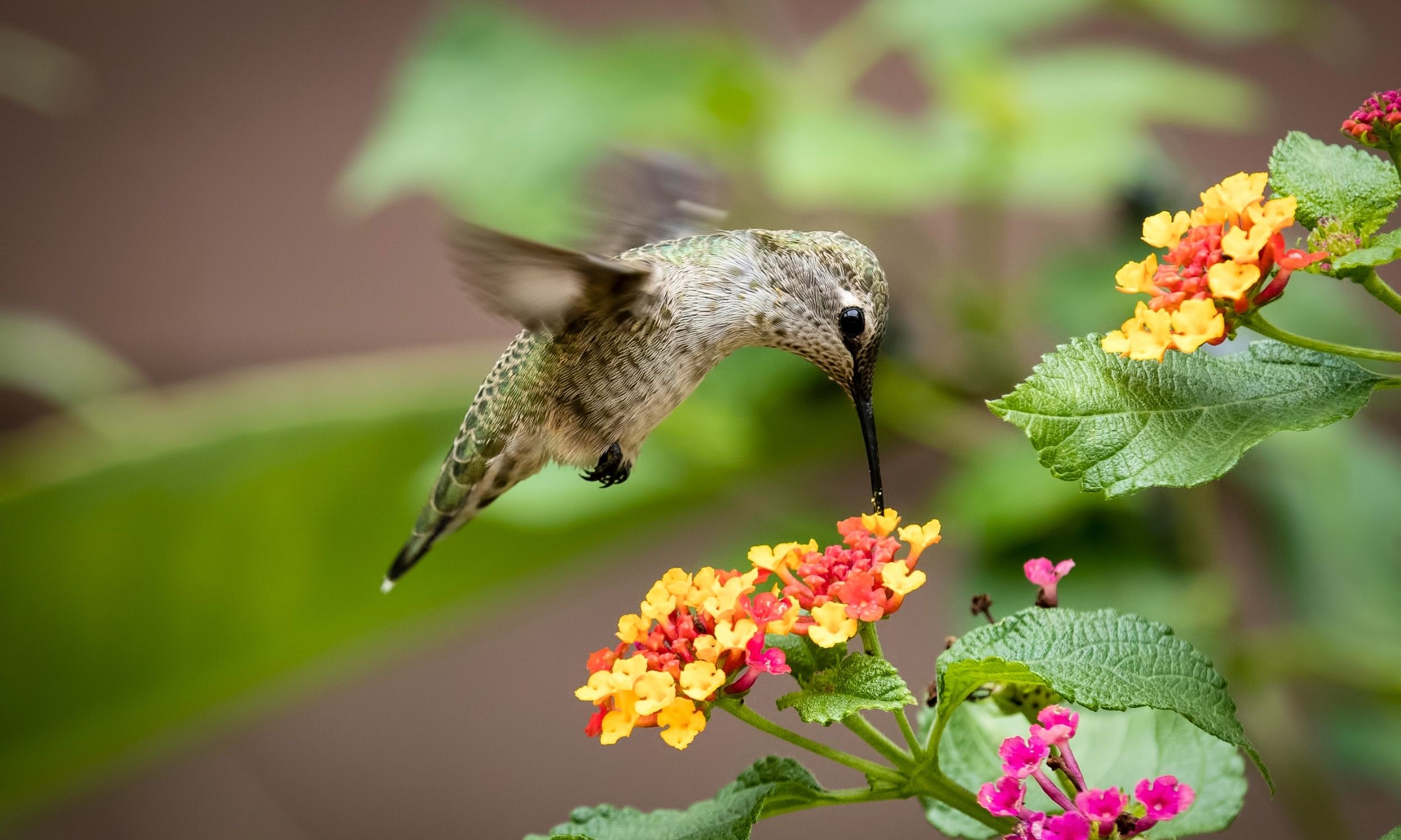 hummingbird drinking from a flower