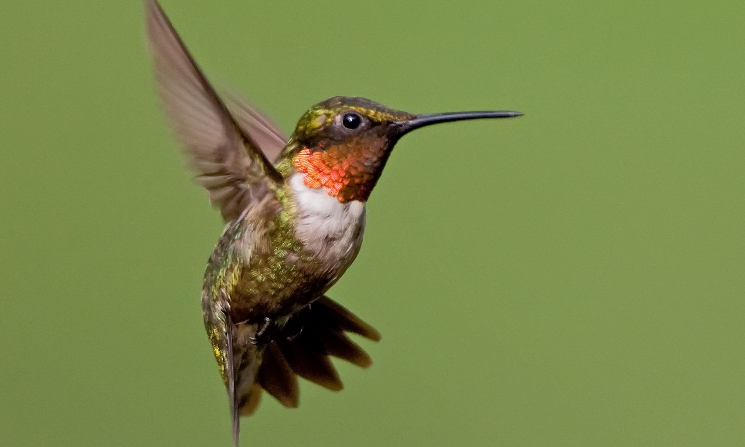 Important Things to Know About Your Hummingbird Feeder