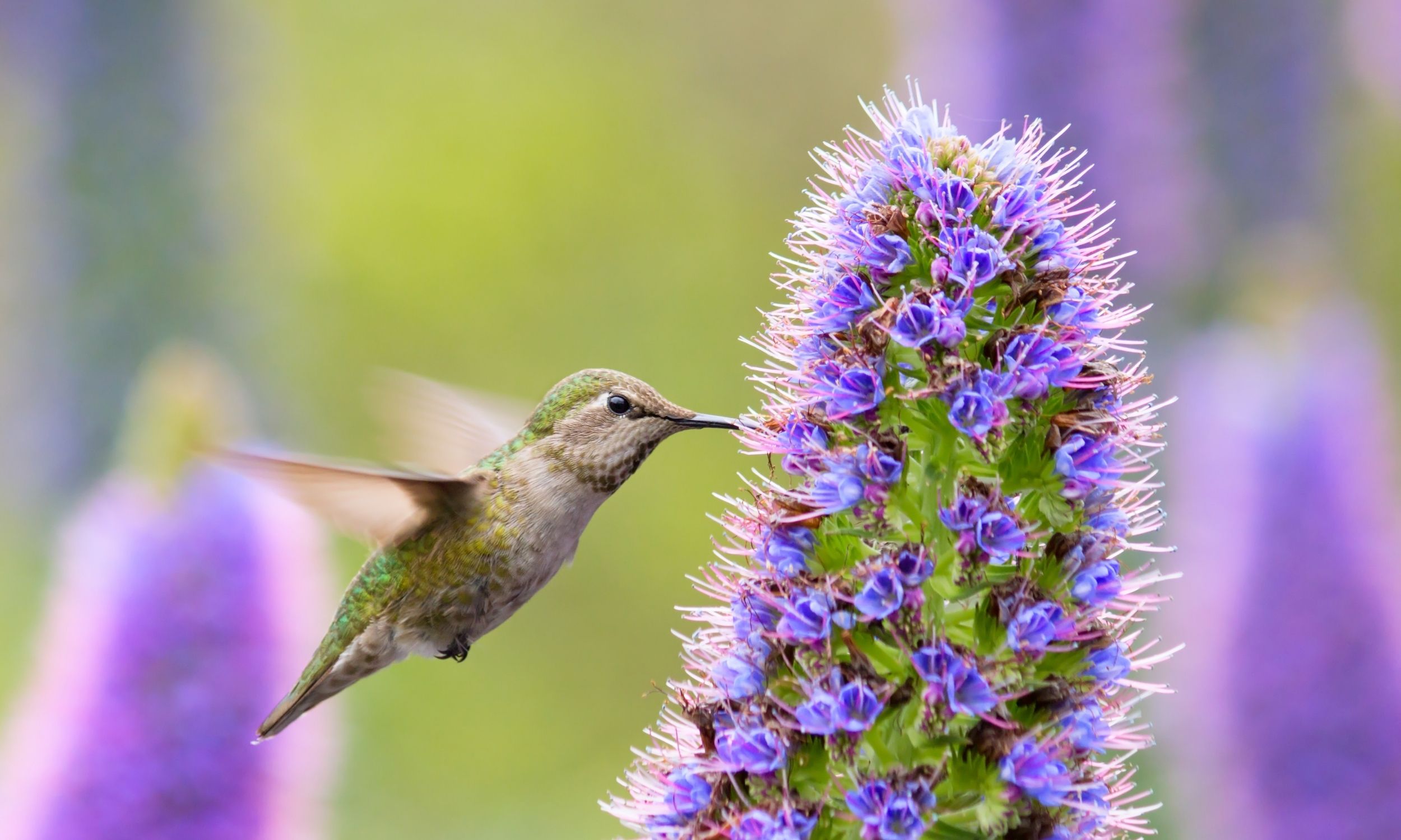 hummingbird drinking nectar from a flower