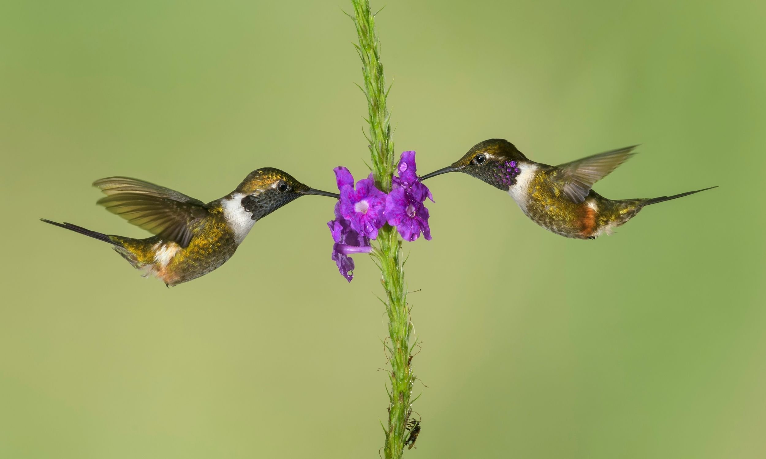 two hummingbirds drinking nectar