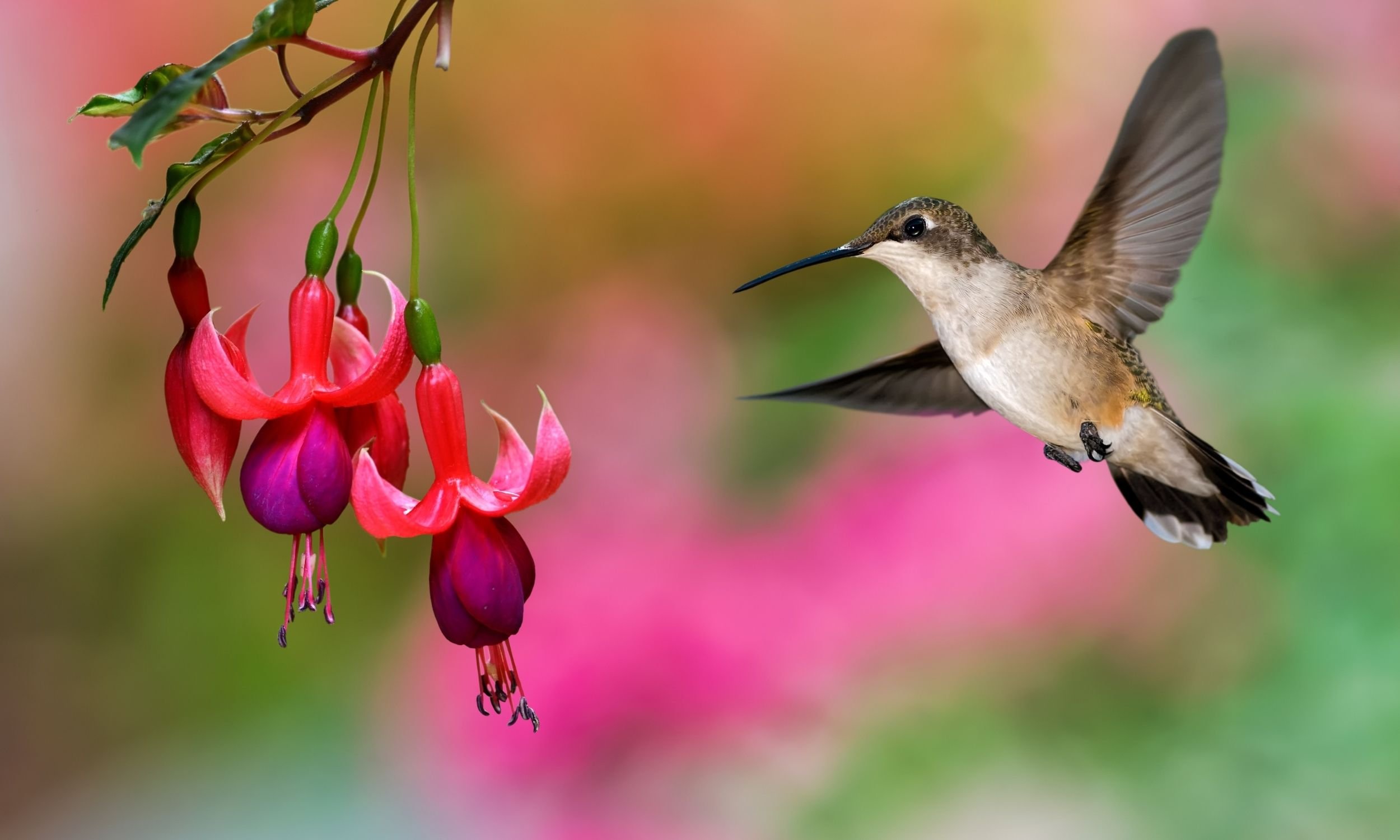 hummingbird getting nectar