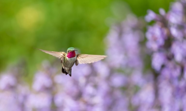 Hummingbird Helper Club