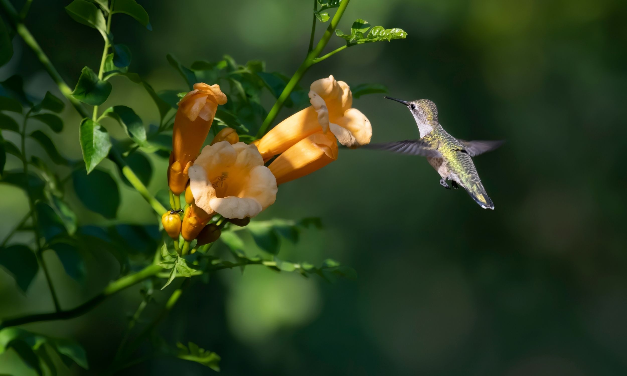 female hummingbird drinking nectar from a flower