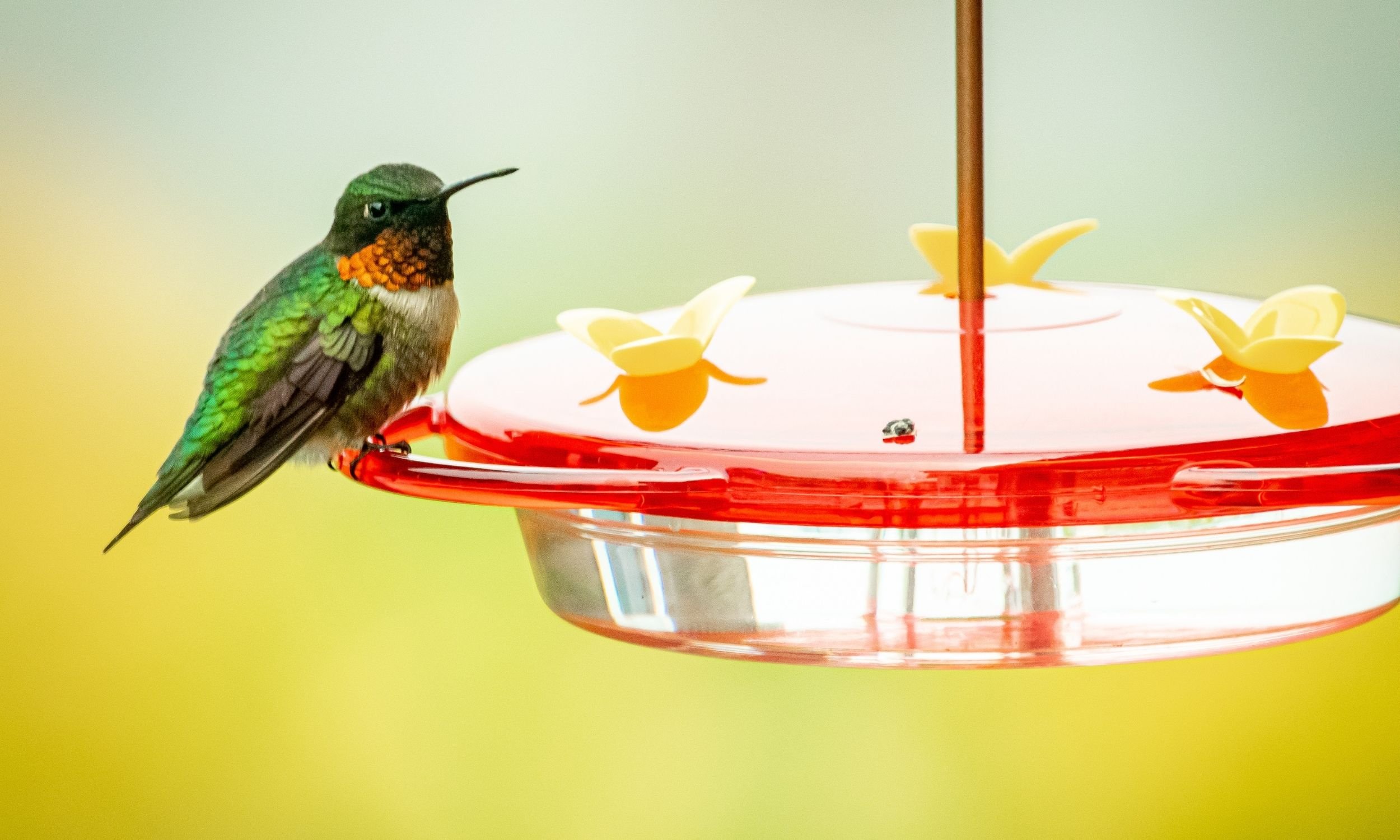 hummingbird perched on a dish feeder