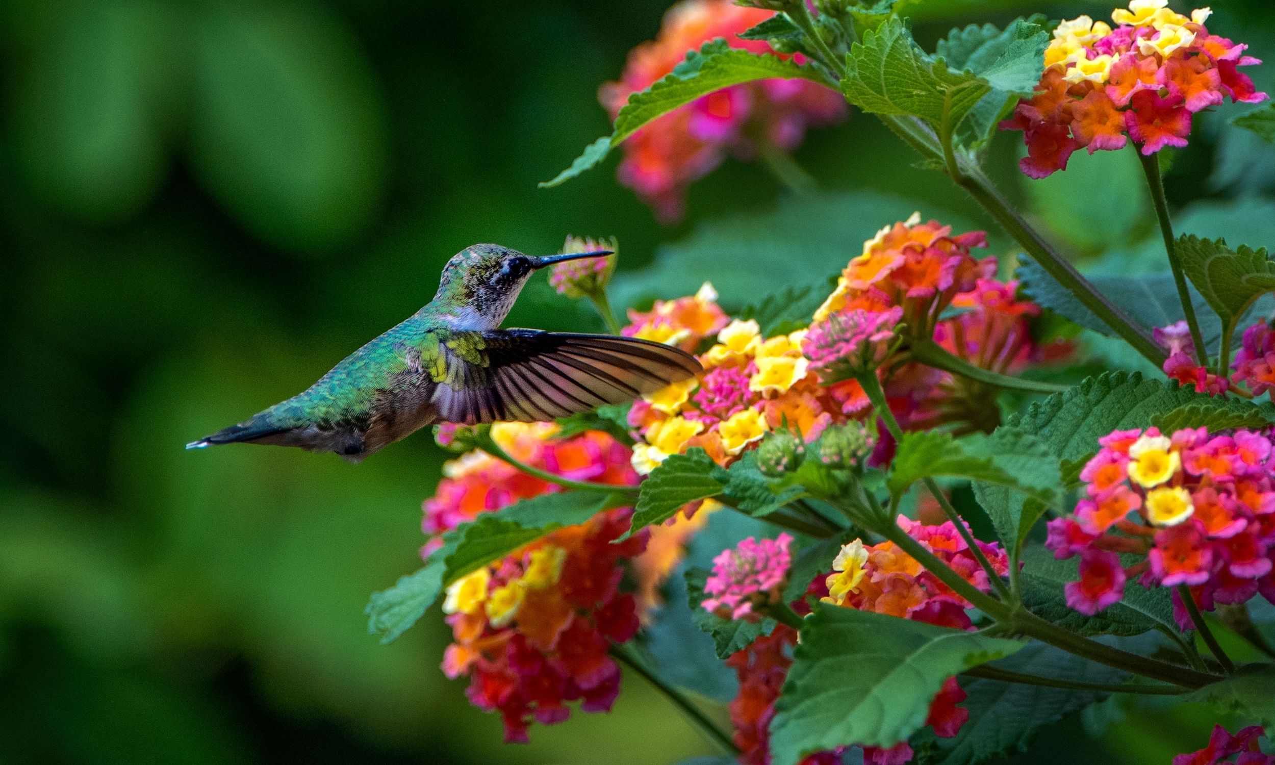 hummingbird and lanta flower