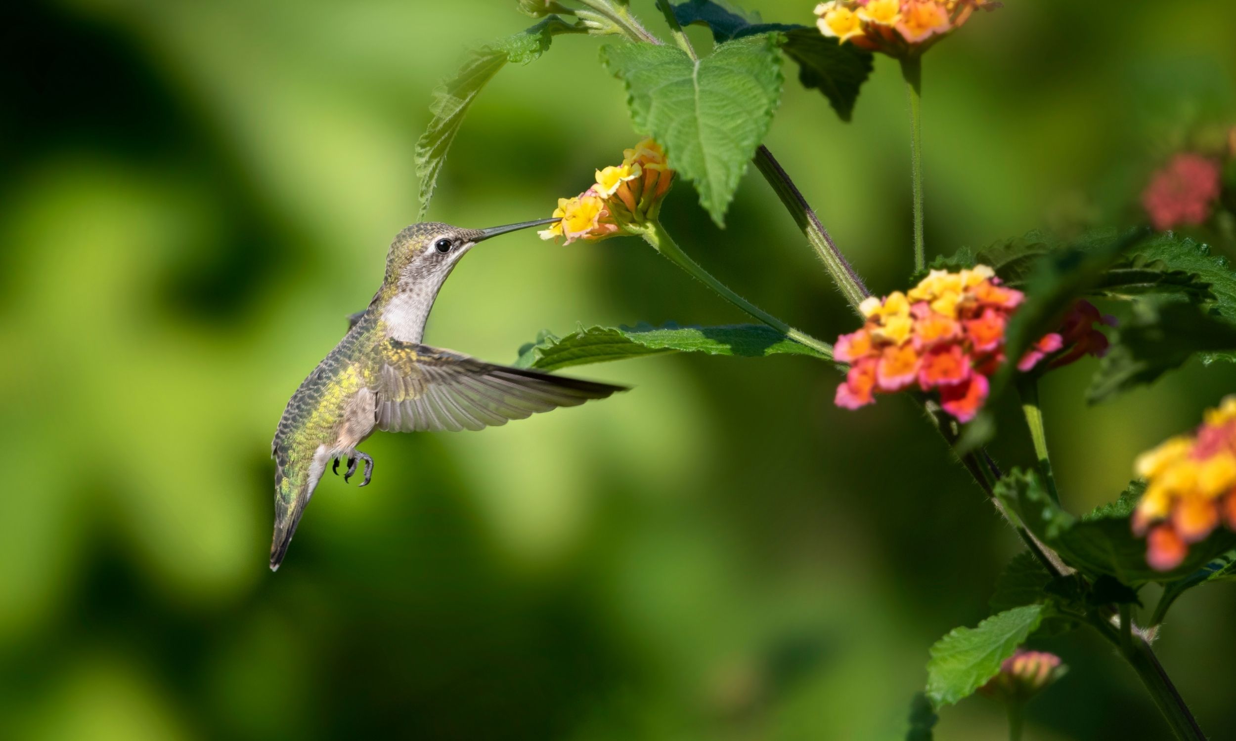 hummingbird drinking nectar from a flower