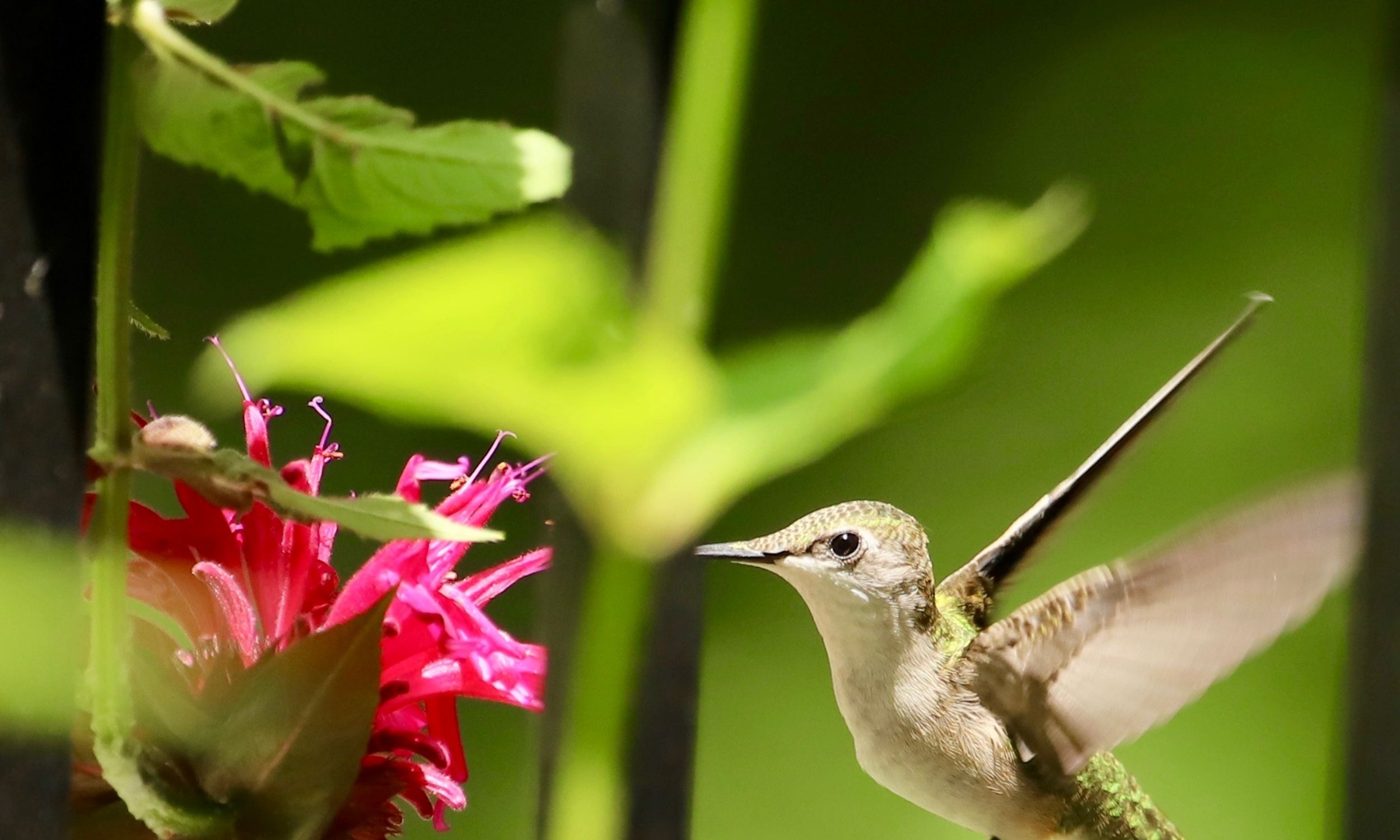 hummingbird on bee balm