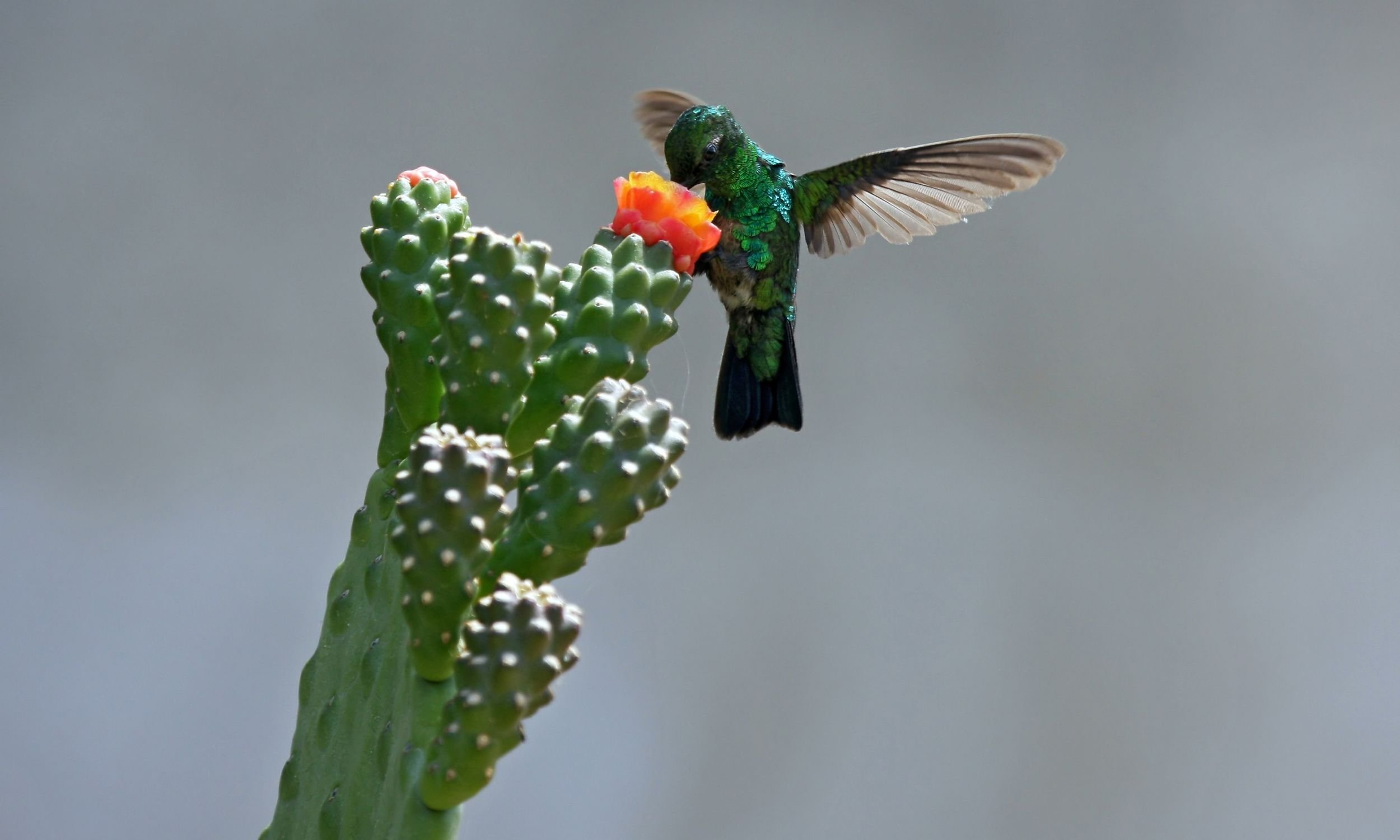 hummingbird on an orange catucs flower