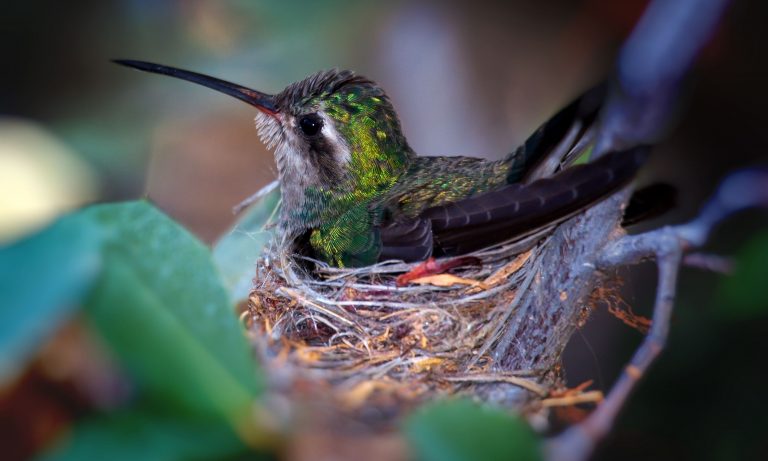 hummingbird sitting on a nest