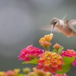 Hummingbird drinking from a lanta flower