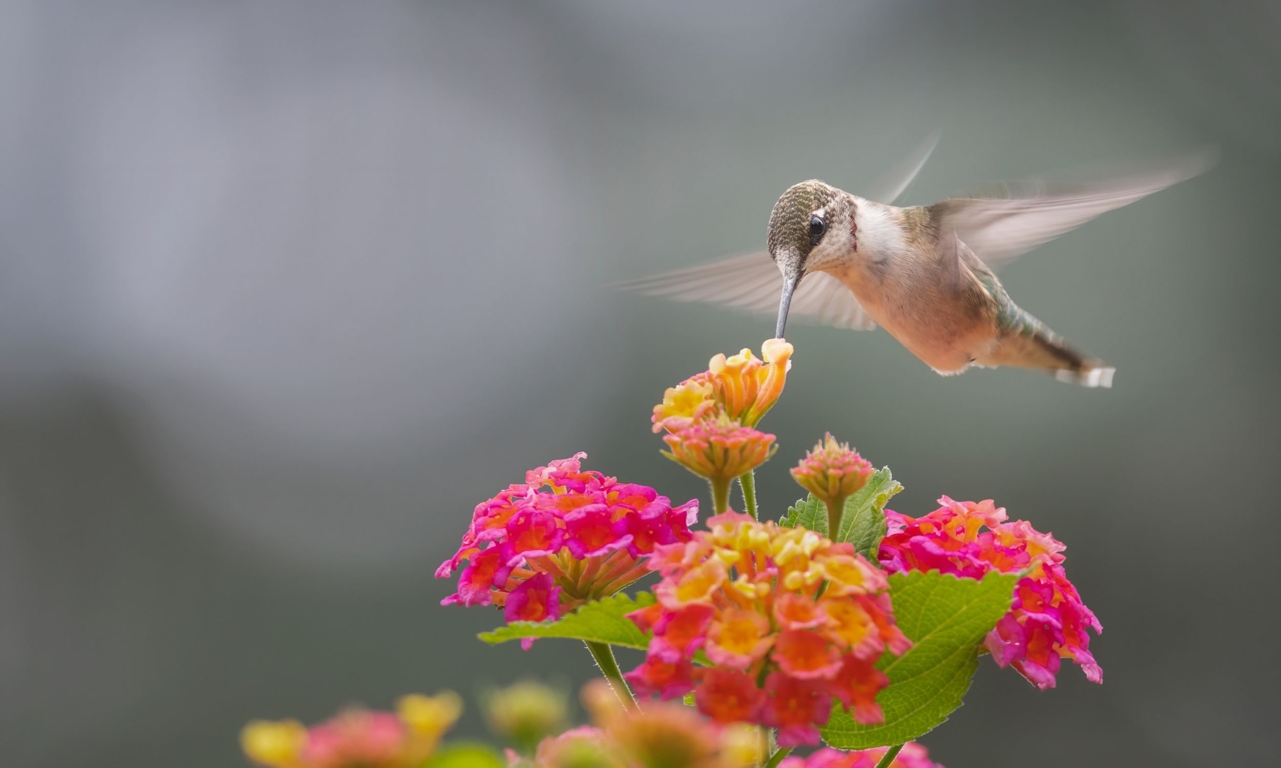 Hummingbird drinking from a lanta flower