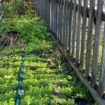 Garden bed over run with weeds