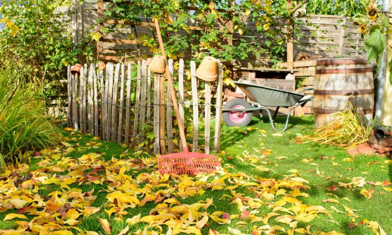 Backyard garden in the fall with leaves and a rake