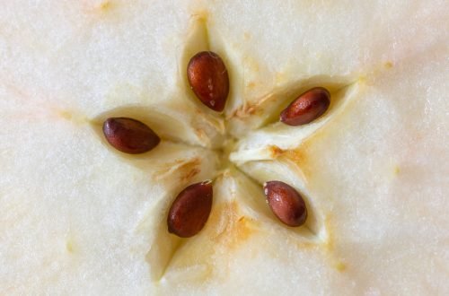 apple seeds inside of an apple