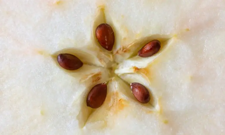 apple seeds inside of an apple