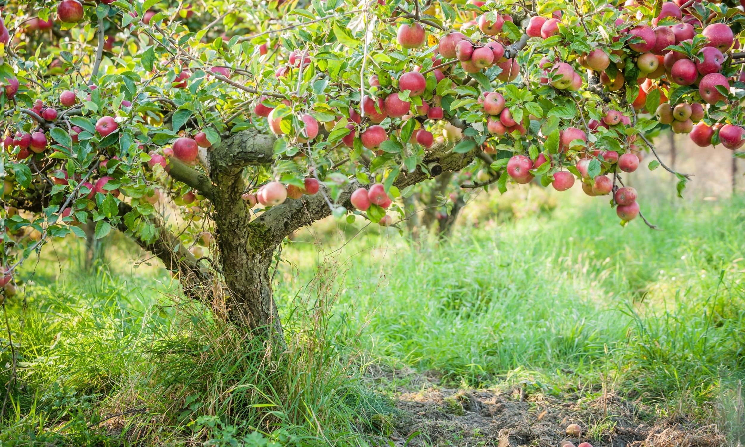 apples growing on an apple tree