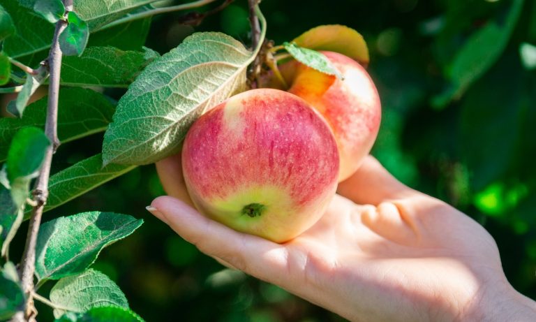 Growing Apple Trees on Your Homestead: The Ultimate Guide for Busy Moms