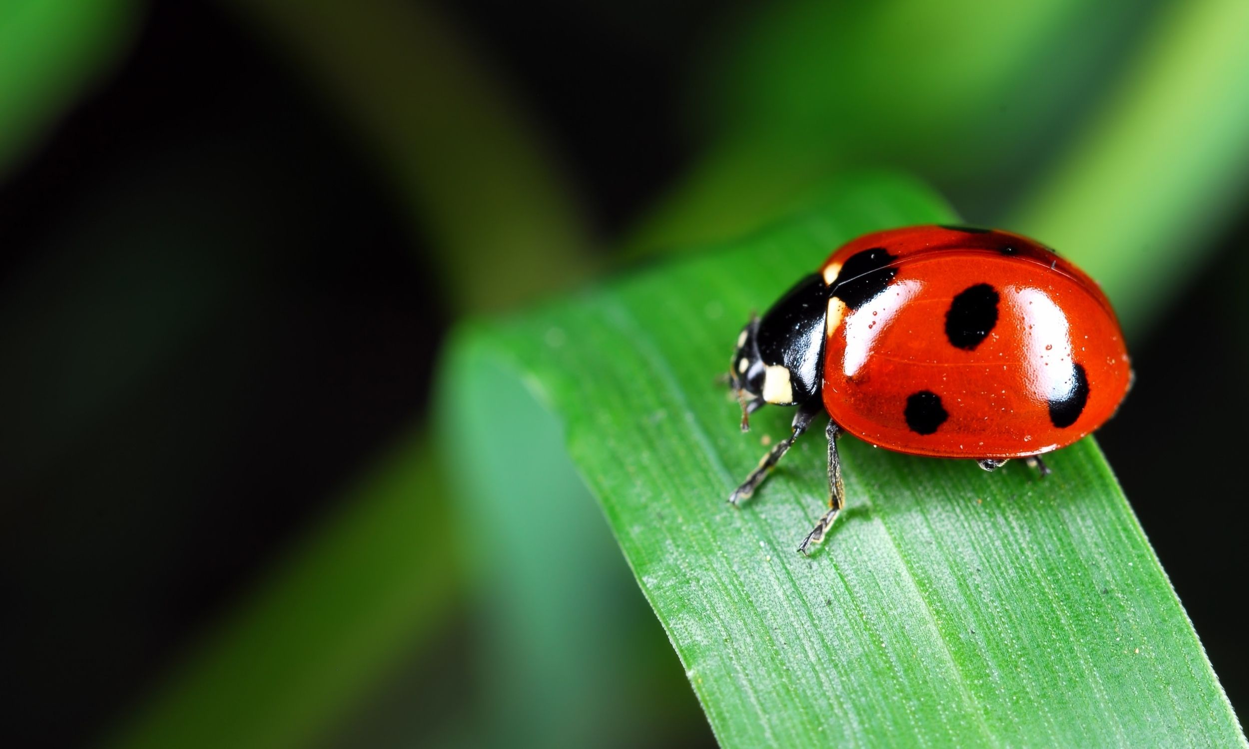 red ladybug on a piece of grass