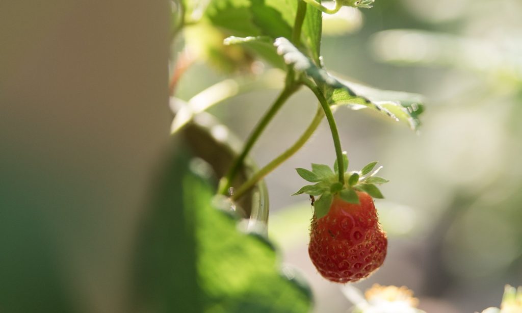 Strawberry in a Greenstalk Planter