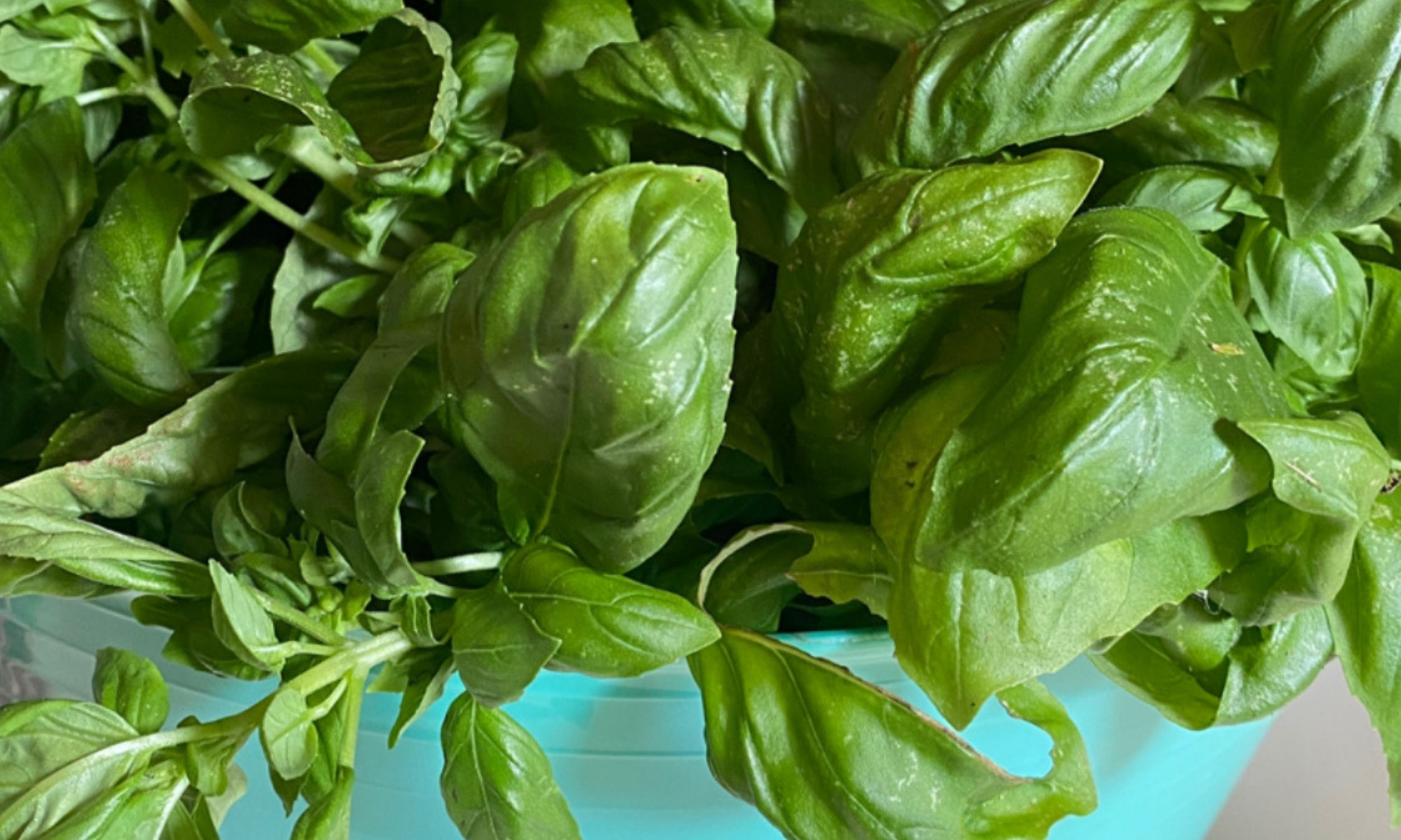 basil still on the stem in a teal bucket