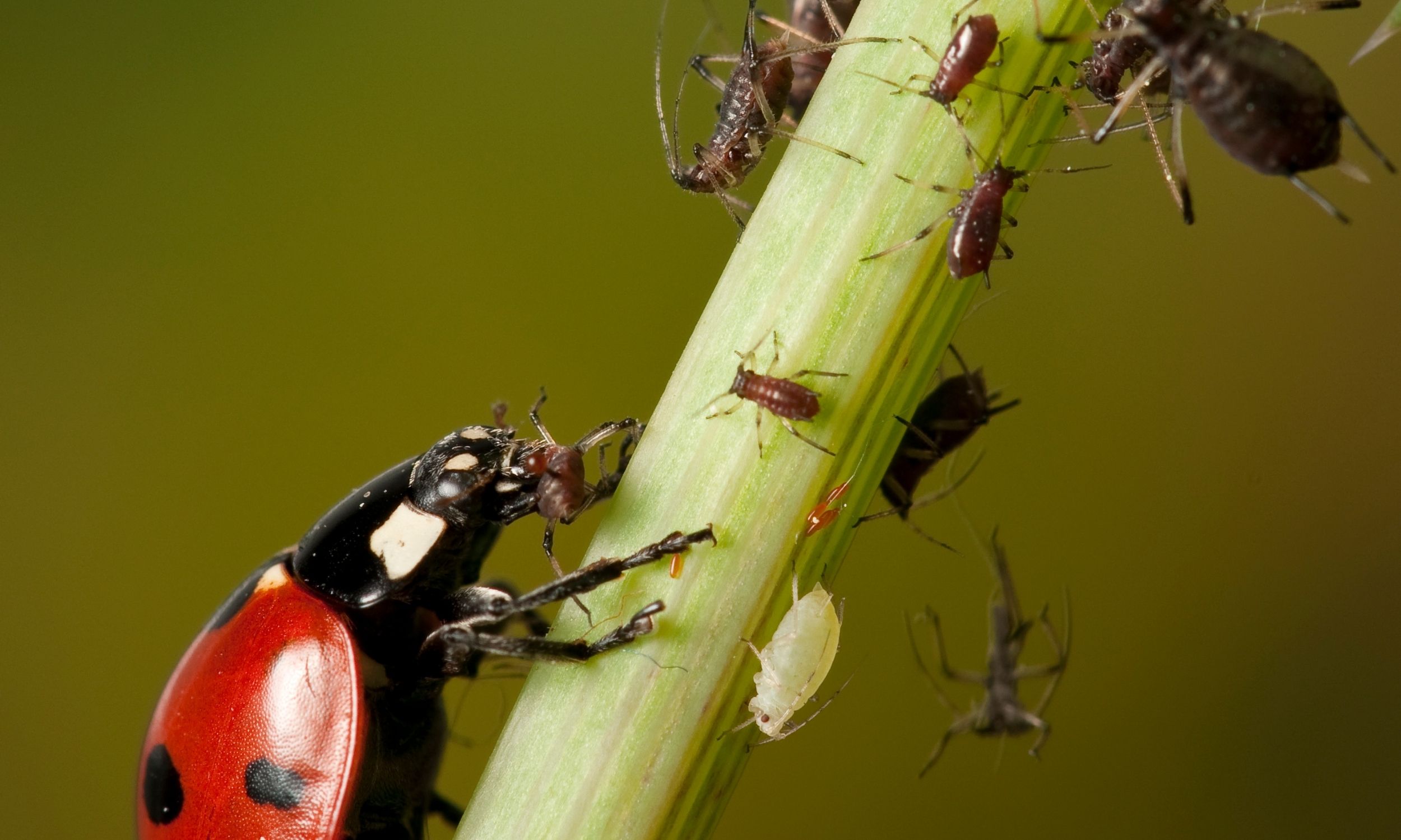 ladybug eating pest