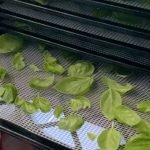 basil leaves on a dehydrating tray
