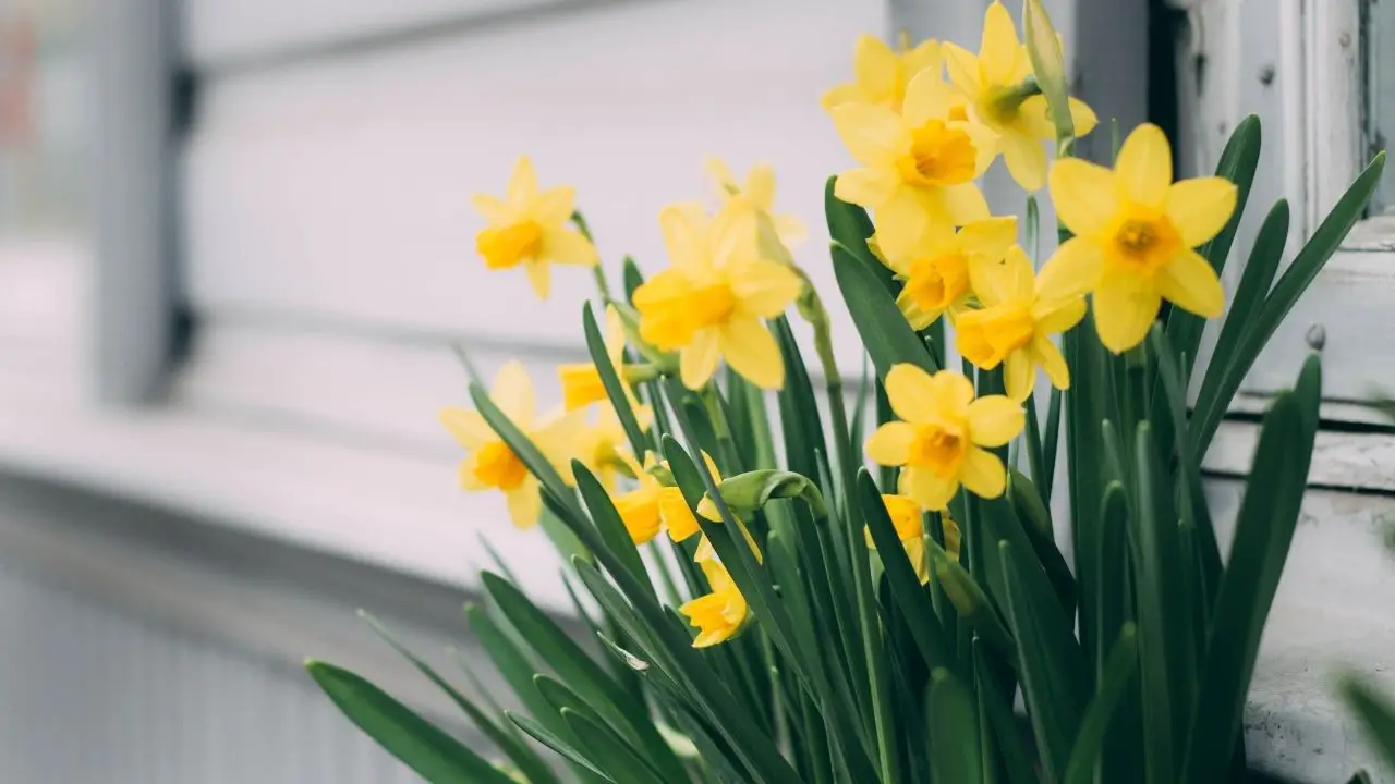 Planting Daffodils