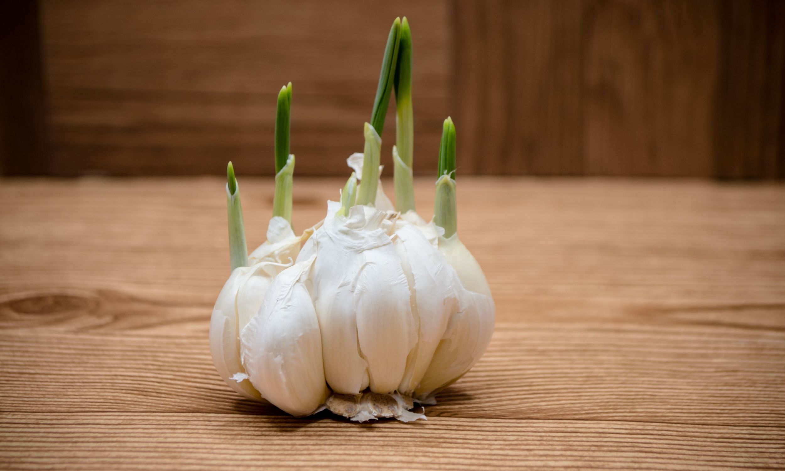 sprouted garlic on cutting board