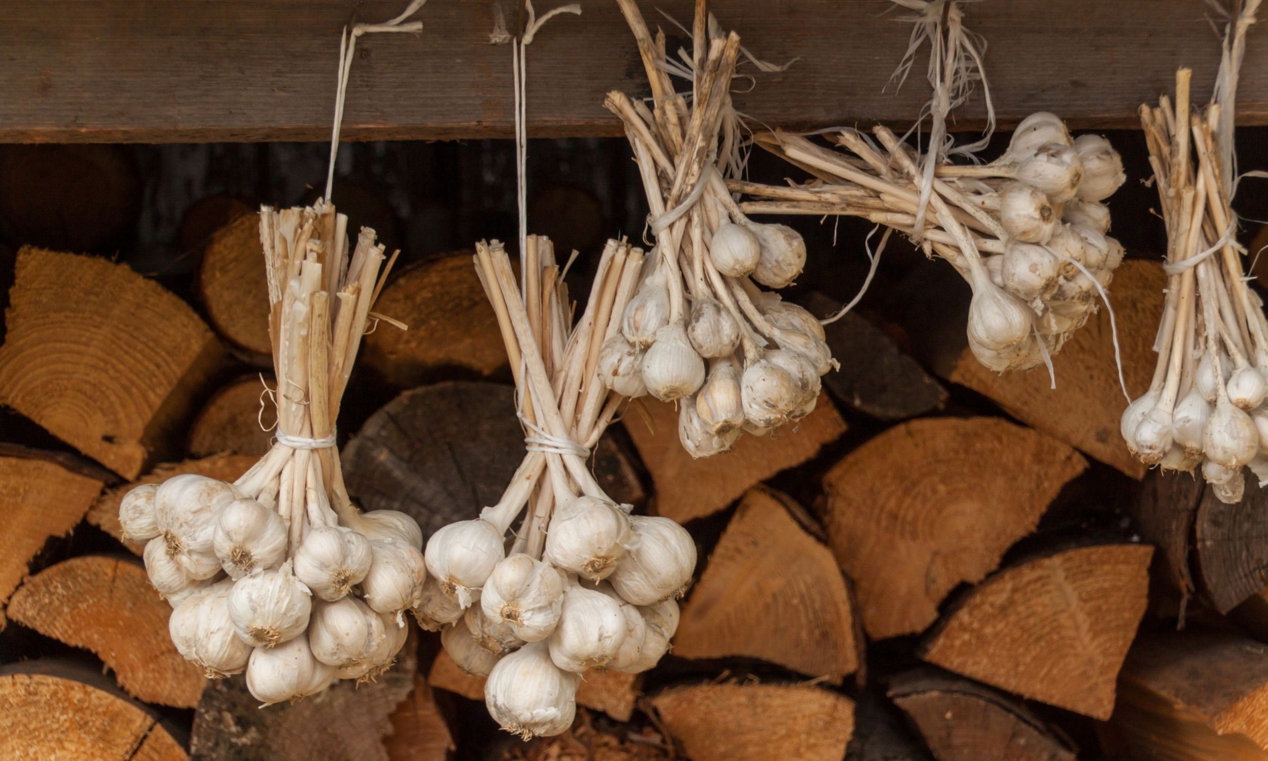 garlic hanging to dry