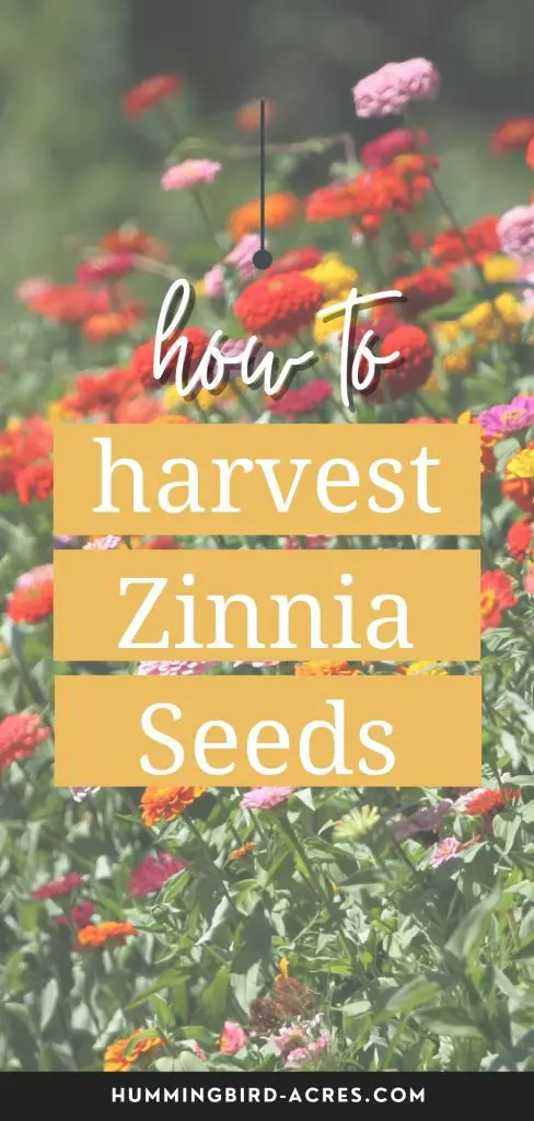 How to Harvest and Save Zinnia seeds from your Garden