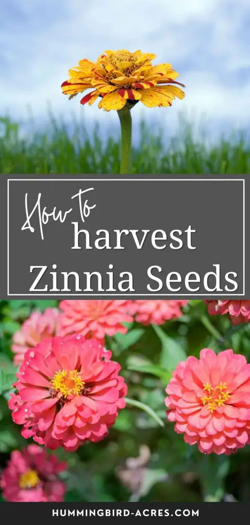How to Harvest and Save Zinnia seeds from your Garden