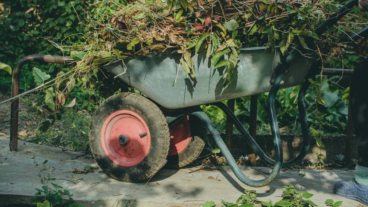 weeds and dead plants in wheel barrel