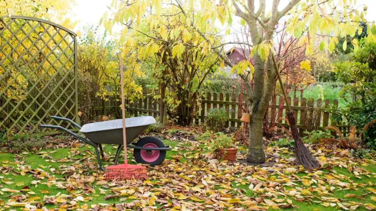 fall backyard garden