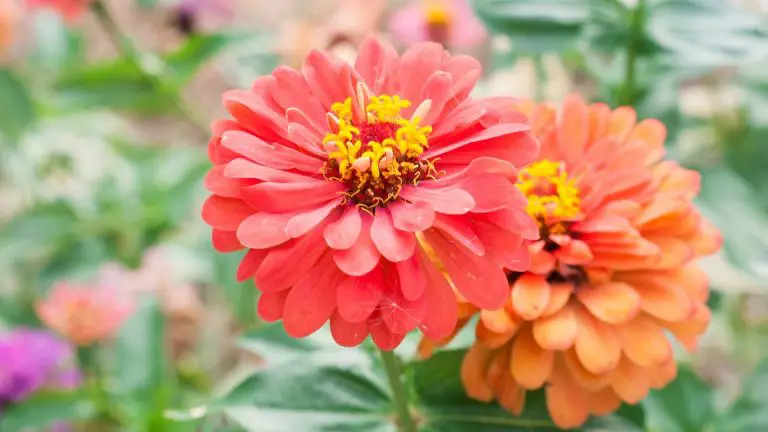 How to Harvest and Save Zinnia Seeds from Your Garden