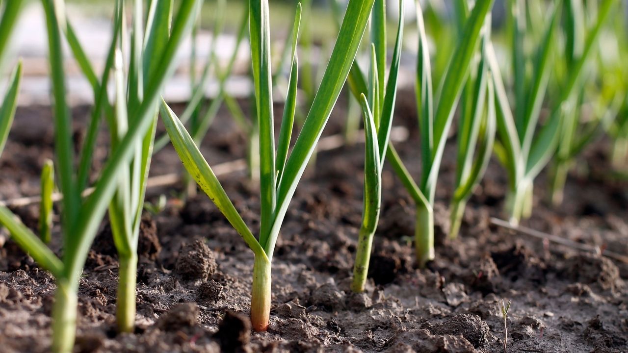 garlic growing in the ground