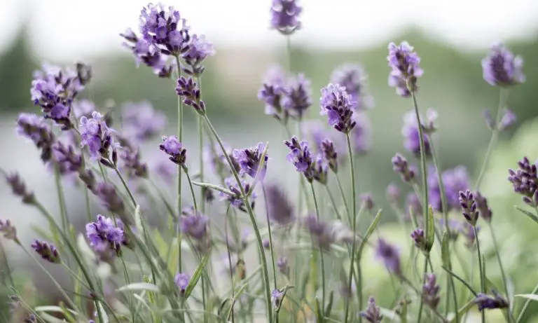 How to Grow Lavender – Plus Caring for & Harvesting