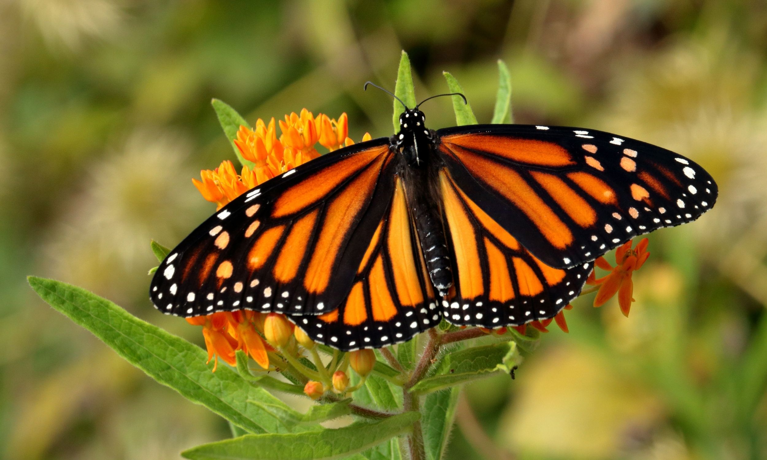 Butterfly Weed vs Milkweed and Why You Need BOTH