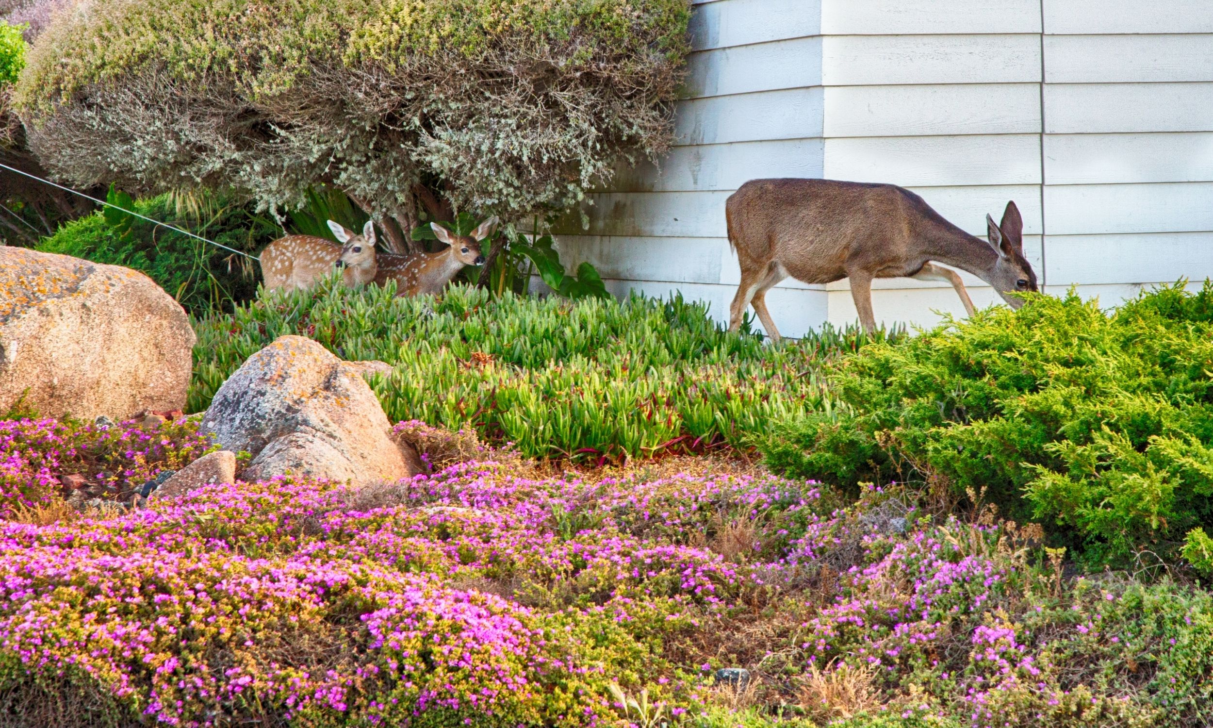 Deer Resistant Perennials for Your Yard