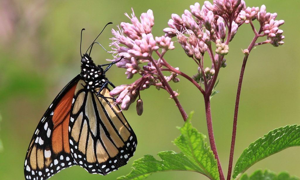 Grow Common Milkweed for Your Butterfly Garden